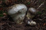 Catathelasma ventricosum image