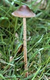 Panaeolus acuminatus image