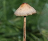 Panaeolus acuminatus image