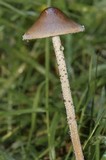 Panaeolus acuminatus image
