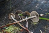 Panaeolus acuminatus image