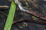 Panaeolus acuminatus image
