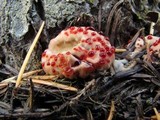 Hydnellum peckii image