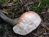 Hydnellum peckii image