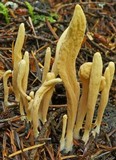 Clavariadelphus ligula image