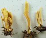 Clavariadelphus ligula image