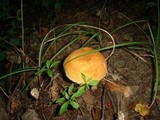 Leccinum versipelle image