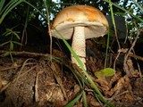 Leccinum versipelle image