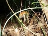 Leccinum versipelle image