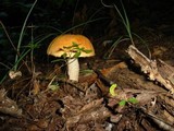 Leccinum versipelle image