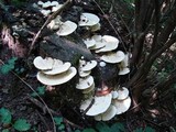 Trametes gibbosa image