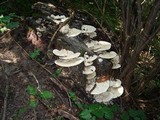 Trametes gibbosa image