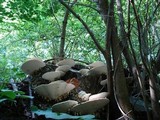 Trametes gibbosa image