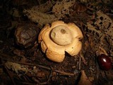 Geastrum triplex image