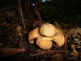 Geastrum triplex image