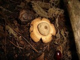 Geastrum triplex image