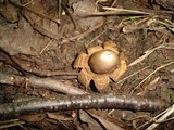 Geastrum triplex image