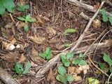 Geastrum triplex image