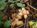 Geastrum triplex image