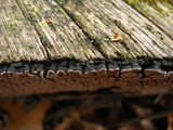 Xylobolus frustulatus image