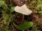 Inocybe aurora image