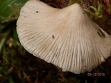 Inocybe aurora image