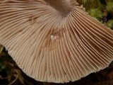 Inocybe aurora image