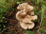 Entoloma sinuatum image