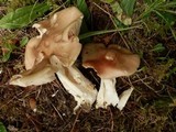 Entoloma sinuatum image