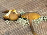 Callistosporium luteo-olivaceum image