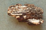 Ceriporia purpurea image
