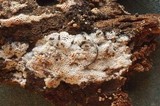 Ceriporia purpurea image