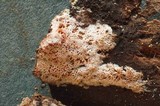 Ceriporia purpurea image