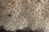 Ceriporia purpurea image