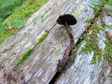 Inocybe tahquamenonensis image