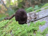 Inocybe tahquamenonensis image