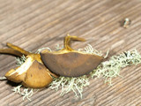 Callistosporium luteo-olivaceum image