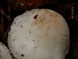 Tricholoma subresplendens image