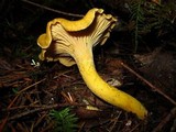 Cantharellus formosus image