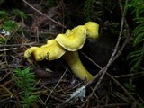 Cantharellus formosus image