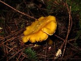 Cantharellus formosus image