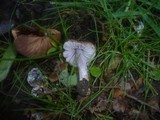 Inocybe cincinnata image