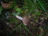 Inocybe cincinnata image