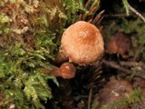 Cystoderma fallax image