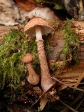 Cystoderma fallax image