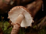 Cystoderma fallax image