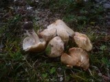 Inocybe erubescens image