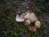 Inocybe erubescens image