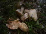Inocybe erubescens image