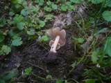 Inocybe godeyi image